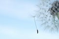 Blowball and a floating seed