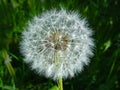 Blowball flower - dandelion flower closeup