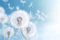 Blowball flying spring plant dandelion sky summer softness seeds macro flower nature Royalty Free Stock Photo