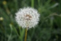 Blowball on green background Royalty Free Stock Photo