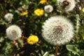 Blowball in my garden.