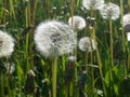 blowball parachute seed, tearing off the taraxacum Royalty Free Stock Photo