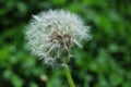 Blowball in the summer - Dandelion (Taraxacum sect. Ruderalia) Royalty Free Stock Photo