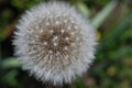 Blowball in the summer - Dandelion (Taraxacum sect. Ruderalia) Royalty Free Stock Photo