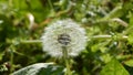 Blowball in summer meadow Royalty Free Stock Photo