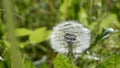 Blowball in summer meadow Royalty Free Stock Photo