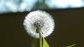 Blowball in summer meadow Royalty Free Stock Photo