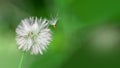 Blowball of Taraxacum plant on long stem. Blowing dandelion clock of white seeds Royalty Free Stock Photo