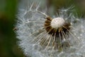 Blowball of Taraxacum plant on long stem. Blowing dandelion clock of white seeds on blurry green background of summer meadow. Royalty Free Stock Photo