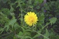 Blowball of Taraxacum plant on long stem. Blowing dandelion clock of white seeds on blurry green plant background of summer meadow Royalty Free Stock Photo