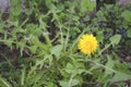 Blowball of Taraxacum plant on long stem. Blowing dandelion clock of white seeds on blurry green plant background of summer meadow Royalty Free Stock Photo