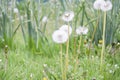 Blowball of Taraxacum plant on long stem. Blowing dandelion clock of white seeds on blurry green plant background of summer meadow Royalty Free Stock Photo