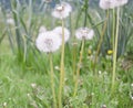 Blowball of Taraxacum plant on long stem. Blowing dandelion clock of white seeds on blurry green plant background of summer meadow Royalty Free Stock Photo