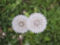 Blowball of Taraxacum plant on long stem. Blowing dandelion clock of white seeds on blurry green plant background of summer meadow Royalty Free Stock Photo