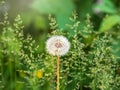 Blowball of Taraxacum plant on long stem. Blowing dandelion clock of white seeds on blurry green background of summer meadow Royalty Free Stock Photo