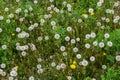 Blowball of Taraxacum plant on long stem. Blowing dandelion clock of white seeds on blurry green background of summer Royalty Free Stock Photo