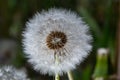 Blowball of Taraxacum plant on long stem. Blowing dandelion clock of white seeds on blurry green background of summer Royalty Free Stock Photo