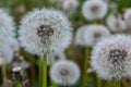 Blowball of Taraxacum plant on long stem. Blowing dandelion clock of white seeds on blurry green background of summer Royalty Free Stock Photo