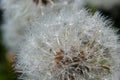 Blowball of Taraxacum plant on long stem. Blowing dandelion clock of white seeds on blurry green background of summer meadow. Royalty Free Stock Photo