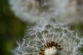 Blowball of Taraxacum plant on long stem. Blowing dandelion clock of white seeds on blurry green background of summer meadow. Royalty Free Stock Photo
