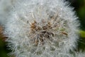 Blowball of Taraxacum plant on long stem. Blowing dandelion clock of white seeds on blurry green background of summer meadow. Royalty Free Stock Photo