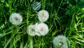 Blowballs of a dandelion plant on a meadow Royalty Free Stock Photo