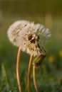 Blowballs of Dandelion Royalty Free Stock Photo