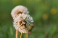 Blowballs of Dandelion Royalty Free Stock Photo