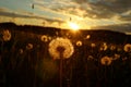 Blowballs in a field by sunset