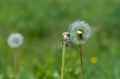 Blowballs Royalty Free Stock Photo