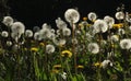 Blowballs in my garden Royalty Free Stock Photo