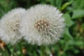 Blowballs in the summer - Dandelion (Taraxacum sect. Ruderalia) Royalty Free Stock Photo