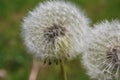 Blowballs in the summer - Dandelion (Taraxacum sect. Ruderalia) Royalty Free Stock Photo