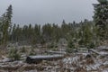 Blowdown in Sumava national park in winter snowy day Royalty Free Stock Photo