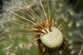 Blowed dandelion in macro