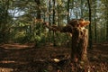 Blowed down tree in the autumn forest with striking sunlight.