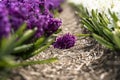Blower field with Purple Hyacinths on the ground in spring time Royalty Free Stock Photo