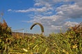 Blower pipe from a chopper and corn stalks Royalty Free Stock Photo