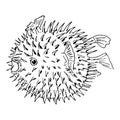 Blowfish or diodon holocanthus. Sketh illustration Royalty Free Stock Photo