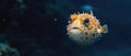 A Blowfish Or Diodon Holocanthus Swimming Gracefully In The Deep Sea Royalty Free Stock Photo