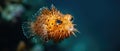 A Blowfish Or Diodon Holocanthus Swimming Gracefully In The Deep Sea Royalty Free Stock Photo