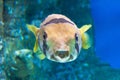 Blowfish or diodon holocanthus underwater in ocean in tropical destination