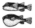 Blowfish, Fugu fish, Takifugu rubripes, Japanese puffer. Sea, river or ocean fish. Design for fishing catch or fisher