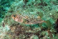 Blowfish in ocean Royalty Free Stock Photo