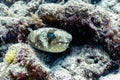 Blowfish or Puffer Fish in Coral Reef, Borneo