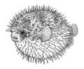 Blowfish, puffer fish or porcupine fish illustration, drawing, engraving, ink, line art, vector Royalty Free Stock Photo