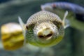 Blowfish or puffer fish