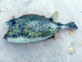 Blowfish washed ashore on the Beach