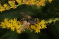 Blowfly (Calliphoridae)