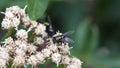 Blowfly on a cluster of white flowers